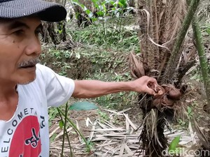 Petani Salak Banjarnegara Curhat Harga Anjlok, Sekilo Cuma Laku Rp 500