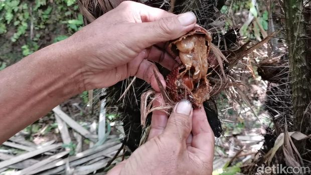Petani salak di Banjarnegara, Noto Wiyono membiarkan buah salak membusuk di pohon akibat harga anjlok. Dipotret Selasa (2/4/2024).