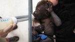 Potret Gemas Bayi Gorila Lahir Prematur di Kebun Binatang Texas