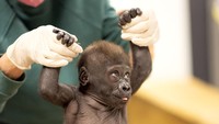 Akibatnya, bayi berusia 12 minggu tersebut telah dipindahkan ke Kebun Binatang Cleveland Metroparks, tempat calon ibu gorila pengganti menunjukkan minat yang besar untuk merawat Jameela.