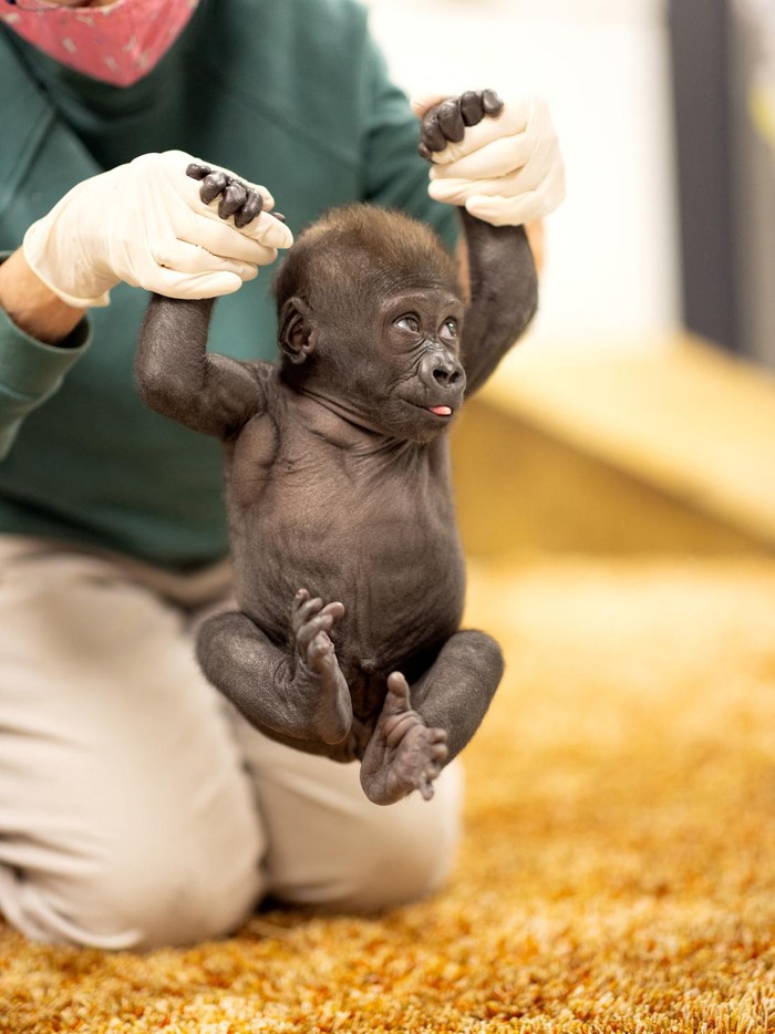 Potret Gemas Bayi Gorila Lahir Prematur di Kebun Binatang Texas Baby gorilla Jameela looks on, in Fort Worth, U.S., in this picture obtained by Reuters on April 1, 2024. Fort Worth Zoo/Handout via REUTERS THIS IMAGE HAS BEEN SUPPLIED BY A THIRD PARTY. NO RESALES. NO ARCHIVES. MANDATORY CREDIT