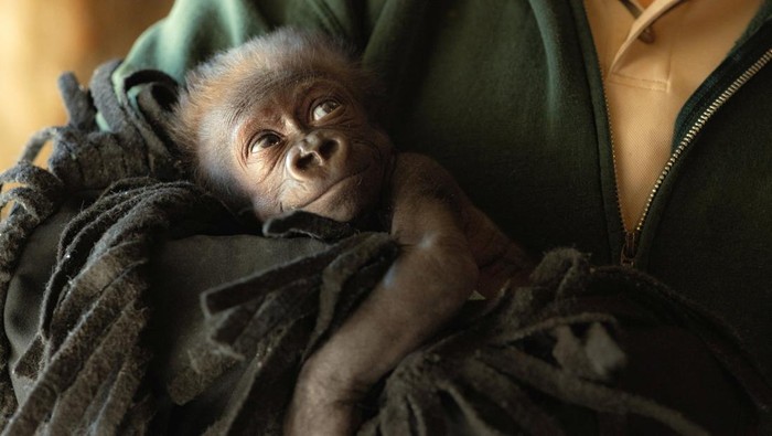 Potret Gemas Bayi Gorila Lahir Prematur di Kebun Binatang Texas Baby gorilla Jameela looks on, in Fort Worth, U.S., in this picture obtained by Reuters on April 1, 2024. Fort Worth Zoo/Handout via REUTERS THIS IMAGE HAS BEEN SUPPLIED BY A THIRD PARTY. NO RESALES. NO ARCHIVES. MANDATORY CREDIT