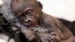 Potret Gemas Bayi Gorila Lahir Prematur di Kebun Binatang Texas