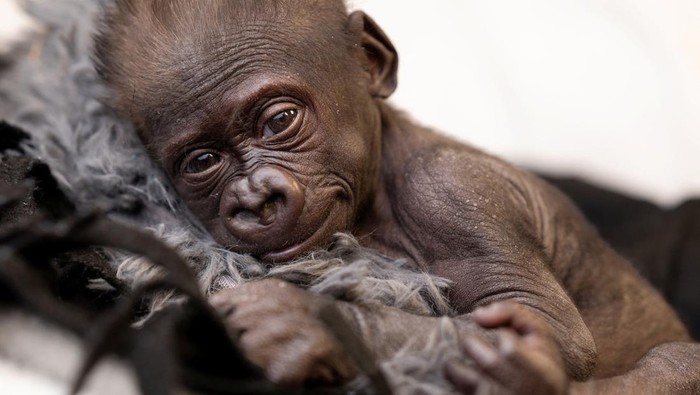 Potret Gemas Bayi Gorila Lahir Prematur di Kebun Binatang Texas Baby gorilla Jameela looks on, in Fort Worth, U.S., in this picture obtained by Reuters on April 1, 2024. Fort Worth Zoo/Handout via REUTERS THIS IMAGE HAS BEEN SUPPLIED BY A THIRD PARTY. NO RESALES. NO ARCHIVES. MANDATORY CREDIT