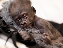 Bayi Gorila Diselamatkan dari Penyelundupan di Pesawat