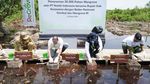 Potret Rehabilitasi Mangrove di Kabupaten Siak