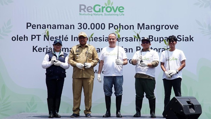 Potret Rehabilitasi Mangrove di Kabupaten Siak NestlΓ© Indonesia dan Badan Restorasi Gambut dan Mangrove (BRGM) berkolaborasi melakukan penanaman 30.000 pohon mangrove di Kabupaten Siak, Riau. Ini dalam rangka mendukung percepatan rehabilitasi mangrove.