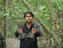 Potret Rehabilitasi Mangrove di Kabupaten Siak