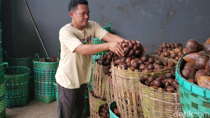 Salak dibuang di sungai akibat harga anjlok di Banjarnegara