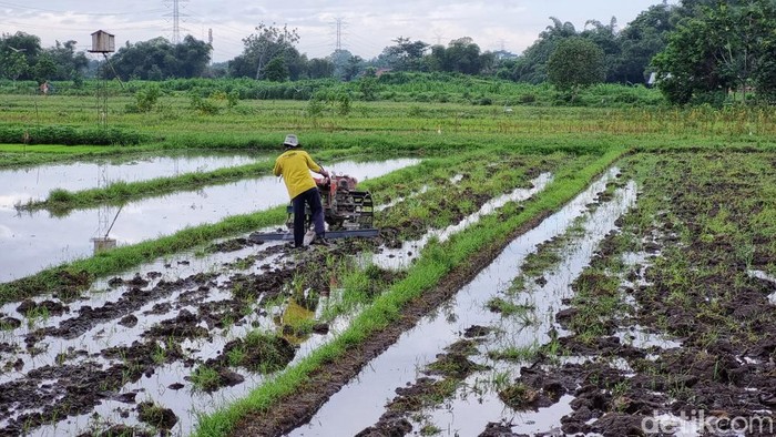 Seorang petani di Bantul saat mengolah lahan pertanian menggunakan traktor, Selasa (2/4/2024).