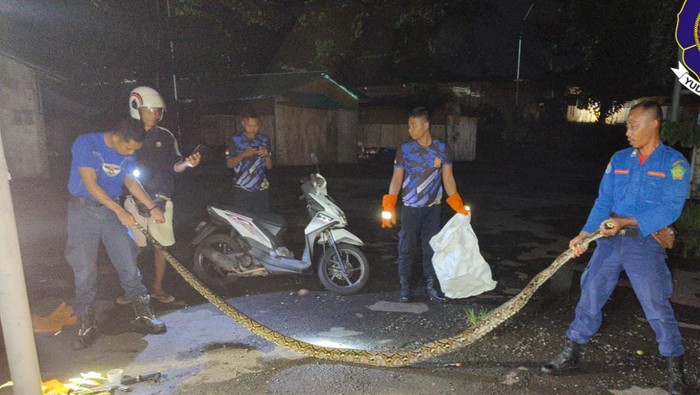 Petugas Damkar Jembrana saat mengevakuasi ular sanca di area relokasi Pasar Umum Negara yang berlokasi di belakang Kantor Bupati Jembrana, Selasa (2/4/2024).