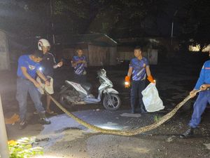 Damkar Jembrana Tangkap Beruk Mengamuk-Ular Piton 3,5 Meter