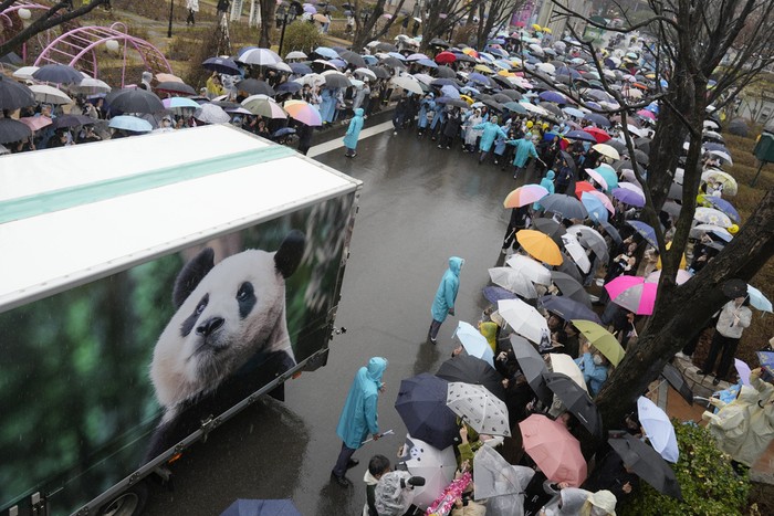 A vehicle carrying Fu Bao, the first giant panda born in South Korea, arrives for a farewell ceremony before being transferred to the airport for China at the Everland amusement park in Yongin, South Korea, Wednesday, April 3, 2024. A crowd of people, some weeping, gathered at a rain-soaked amusement park in South Korea to bid farewell to their beloved giant panda before her departure to China on Wednesday.(AP Photo/Lee Jin-man)