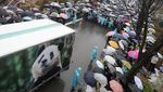 Haru Warga Korsel Melepas Kepulangan Panda Raksasa ke China