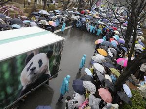 Selamat Tinggal Fu Bao, Panda Pertama yang Lahir di Korea