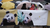 China mengirim panda ke luar negeri sebagai tanda niat baik, namun tetap mempertahankan kepemilikan atas hewan dan anak panda yang mereka hasilkan. Upaya konservasi selama puluhan tahun di alam liar dan penelitian di penangkaran menyelamatkan spesies panda raksasa dari kepunahan, meningkatkan populasinya dari kurang dari 1.000 sekaligus menjadi lebih dari 1.800 di alam liar dan di penangkaran.