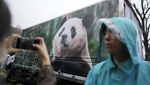 Haru Warga Korsel Melepas Kepulangan Panda Raksasa ke China