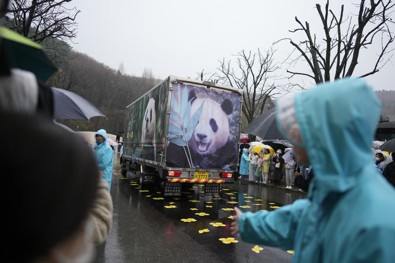 A vehicle carrying Fu Bao, the first giant panda born in South Korea, arrives for a farewell ceremony before being transferred to the airport for China at the Everland amusement park in Yongin, South Korea, Wednesday, April 3, 2024. A crowd of people, some weeping, gathered at a rain-soaked amusement park in South Korea to bid farewell to their beloved giant panda before her departure to China on Wednesday.(AP Photo/Lee Jin-man)