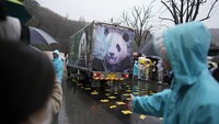 Truk itu dihiasi dengan gambar besar Fu Bao dan pesan yang berbunyi, “Merupakan keajaiban kami bertemu dengan Anda. Terima kasih, Fu Bao.” Tapi dia tidak diperlihatkan ke publik pada hari Rabu. Penampilan publik terakhirnya adalah pada 3 Maret.