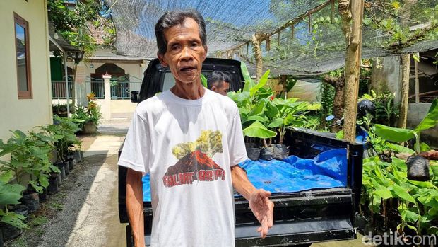 Lasiyo, 'profesor pisang' asal Bantul saat membantu pengunjung melihat-lihat bibit pisang di penangkarannya pada Rabu (3/4/2024).