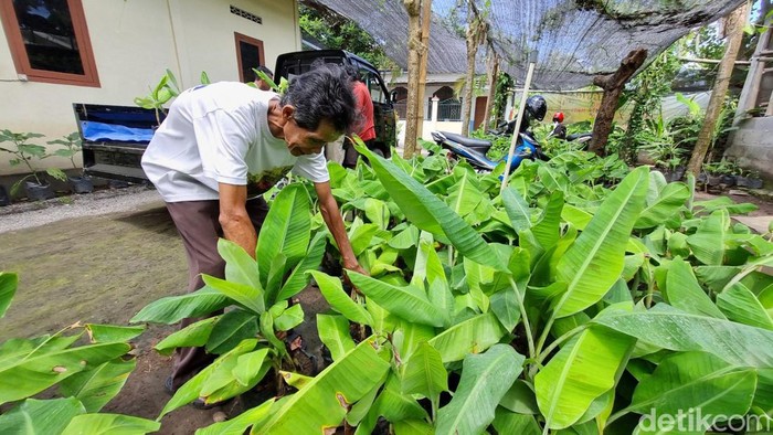 Lasiyo, profesor pisang asal Bantul saat membantu pengunjung melihat-lihat bibit pisang di penangkarannya pada Rabu (3/4/2024).