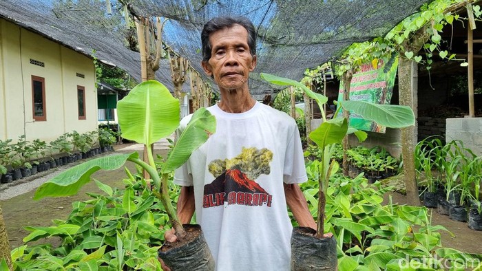Lasiyo, profesor pisang dari Bantul saat menunjukkan bibit pisang di penangkarannya pada Rabu (3/4/2024).