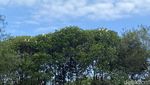 Menyusuri Ekowisata Mangrove di Pantai Baros