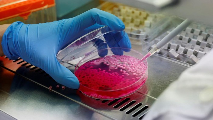 A researcher handles a petri dish containing hybrid beef rice, elaborated using cow muscle and fat stem cells, at the laboratory of Yonsei University in Seoul, South Korea, March 8, 2024. REUTERS/Kim Soo-hyeon