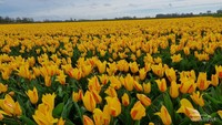 Hamparan ladang tulip. Penulis mengunjungi kebun bunga ini saat bulan Ramadan lalu.
