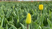 Bunga tulip kuning yang masih kuncup.
