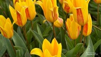 Sebagian tulip kuning yang sudah mekar.