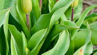 Indahnya bunga tulip berwarna merah.