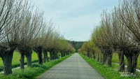 Jalan perdesaan yang kita lalui menuju ladang bunga.