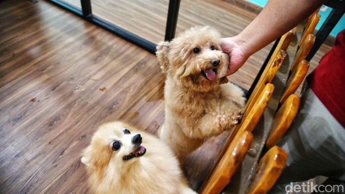 Aktivitas pekerja mengeringkan bulu anjing setelah dimandikan dan merawat kucing saat dititipkan di Benben Petcare, Danau Sunter Utara, Sunter Agung, Jakarta Utara, Kamis (4/4/2024). Menjelang Hari Raya Idul Fitri 1445 Hijriah, sejumlah warga menitipkan kucing peliharaannya di tempat tersebut selama ditinggal mudik lebaran dan dikenakan biaya jasa penitipan mulai Rp100.000 hingga Rp195.000 dengan tiga kategori ruang standar, VIP, VVIP untuk Kucing dan Deluxe, Superior untuk ruangan anjing berdasarkan bobot berat hingga mencapai 25 Kg.