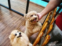 Hotel Anjing di Bandara, Jadi Solusi Buat Pemilik Hewan Peliharaan
