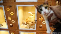 Di Benben Petcare terdapat tiga ruangan untuk hewan yang dititipkan seperti Standar, VIP, VVIP, dan Superior.  