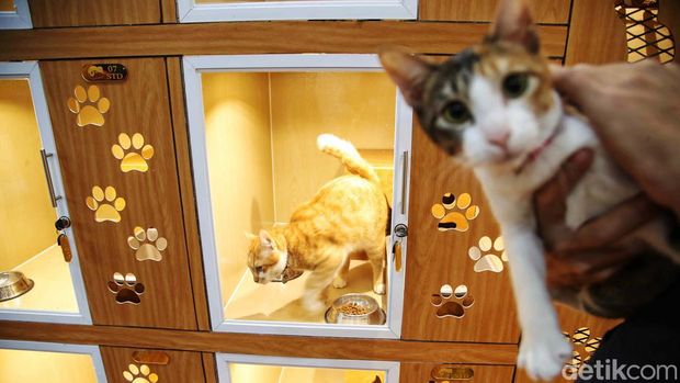 Aktivitas pekerja mengeringkan bulu anjing setelah dimandikan dan merawat kucing saat dititipkan di Benben Petcare, Danau Sunter Utara, Sunter Agung, Jakarta Utara, Kamis (4/4/2024). Menjelang Hari Raya Idul Fitri 1445 Hijriah, sejumlah warga menitipkan kucing peliharaannya di tempat tersebut selama ditinggal mudik lebaran dan dikenakan biaya jasa penitipan mulai Rp100.000 hingga Rp195.000 dengan tiga kategori ruang standar, VIP, VVIP untuk Kucing dan Deluxe, Superior untuk ruangan anjing berdasarkan bobot berat hingga mencapai 25 Kg.