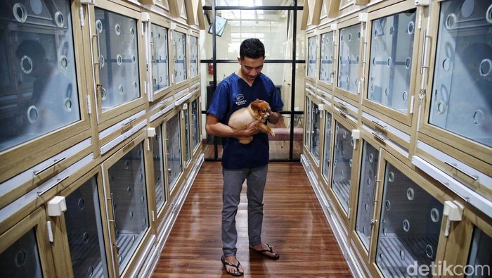 Ciamik! Tempat Penitipan Hewan Ini Seperti Hotel Aktivitas pekerja mengeringkan bulu anjing setelah dimandikan dan merawat kucing saat dititipkan di Benben Petcare, Danau Sunter Utara, Sunter Agung, Jakarta Utara, Kamis (4/4/2024). Menjelang Hari Raya Idul Fitri 1445 Hijriah, sejumlah warga menitipkan kucing peliharaannya di tempat tersebut selama ditinggal mudik lebaran dan dikenakan biaya jasa penitipan mulai Rp100.000 hingga Rp195.000 dengan tiga kategori ruang standar, VIP, VVIP untuk Kucing dan Deluxe, Superior untuk ruangan anjing berdasarkan bobot berat hingga mencapai 25 Kg.