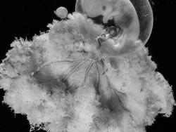 Foto Janin Dalam Kandungan Bikin Takjub Akan Kebesaran Allah