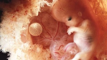 Kkarya Nilsson memberikan gambaran sekilas tentang keajaiban kelahiran. Gambar ini memperlihatkan janin berusia 11-12 minggu. Foto: Lennart Nilsson via Boredpanda