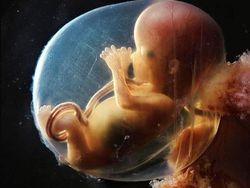 Foto Janin Dalam Kandungan Bikin Takjub Akan Kebesaran Allah