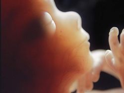 Foto Janin Dalam Kandungan Bikin Takjub Akan Kebesaran Allah
