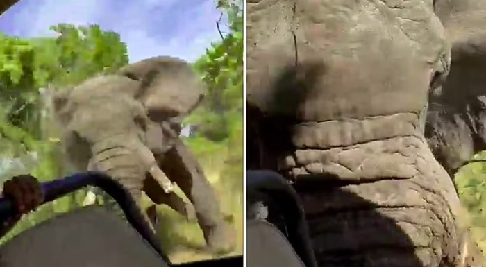 Gajah ngamuk di Taman Nasional Kafue, Zambia