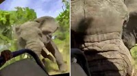 Gajah Ngamuk Banting Mobil, Turis Tewas
