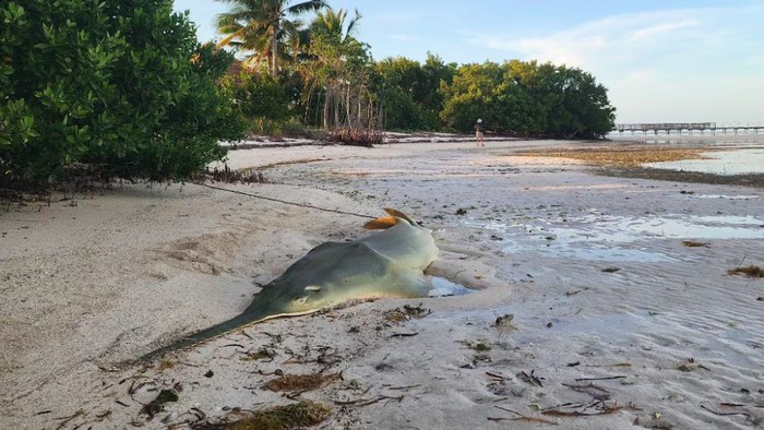 Ikan gergaji mati misterius