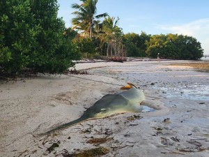 Penyakit Misterius Buat Ikan Gergaji Berputar-putar Lalu Mati