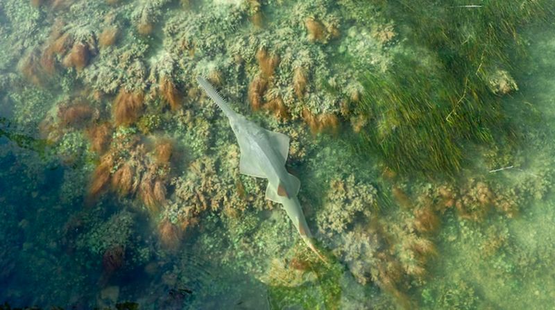 Ikan gergaji mati misterius
