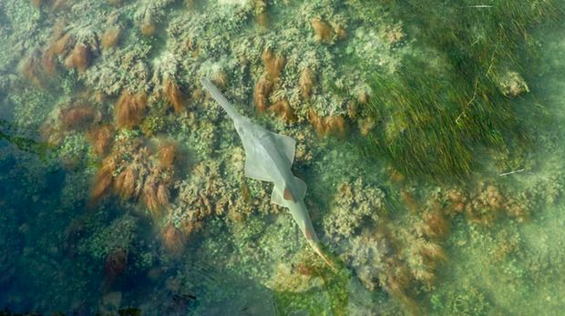 Ikan gergaji mati misterius