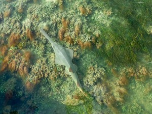Puluhan Ikan Gergaji Berputar-putar dan Mati Misterius, Ilmuwan Bertindak