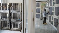 Pemilik usaha penitipan kucing menyatakan pada H-6 Lebaran 2024 jumlah kamar bagi kucing yang akan dititipkan telah penuh dipesan oleh warga yang akan mudik. 
